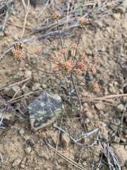 Lomatium triternatum