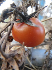 Solanum lycopersicum cerasiforme
