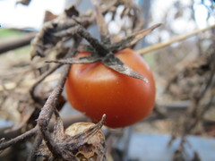 Solanum lycopersicum cerasiforme