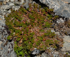 Epilobium rubro-marginatum