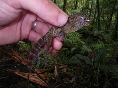 Anolis gundlachi