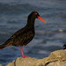African Black Oystercatcher - Photo (c) Gawie Malan, some rights reserved (CC BY-NC), uploaded by Gawie Malan