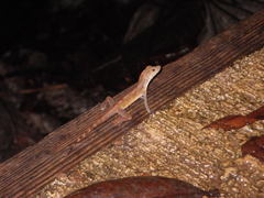 Anolis gundlachi