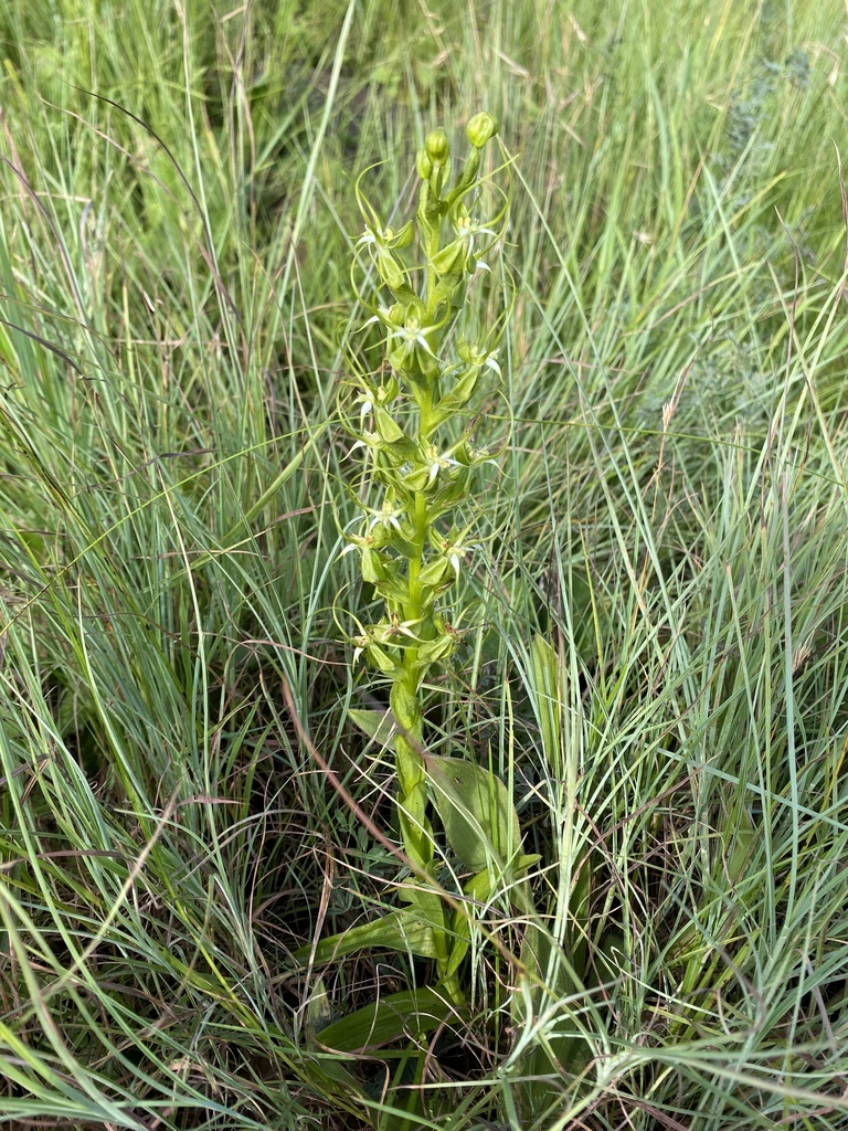 Habenaria cornuta
