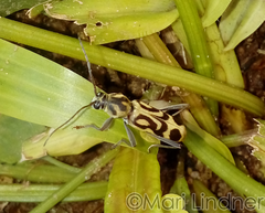 Chlorophorus annularis