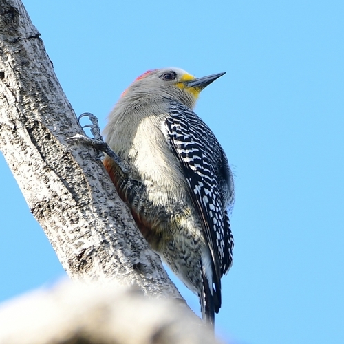 Yucatan Woodpecker (Melanerpes pygmaeus)
