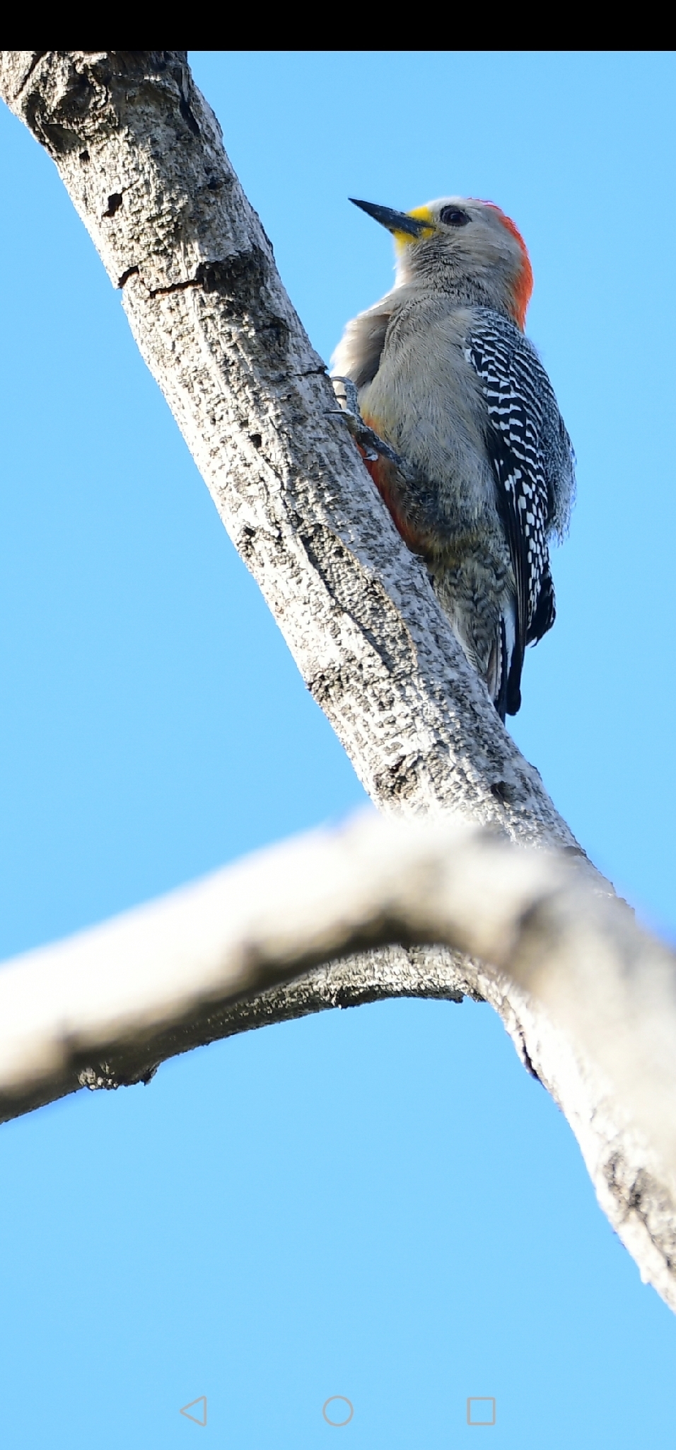 Yucatan Woodpecker (Melanerpes pygmaeus), photo 2