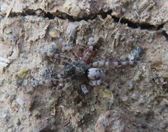 Arctosa perita