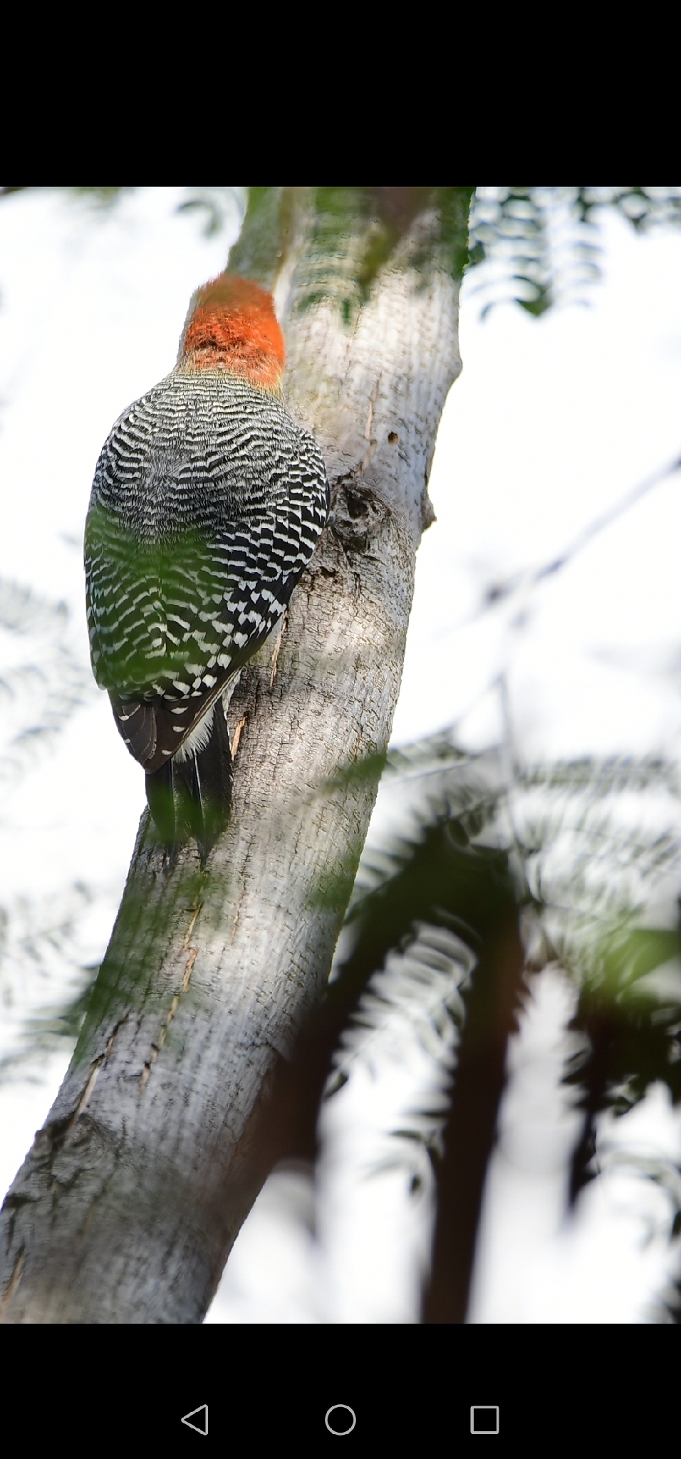 Yucatan Woodpecker (Melanerpes pygmaeus), photo 3