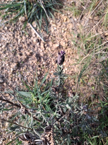 Foto de Lavanda