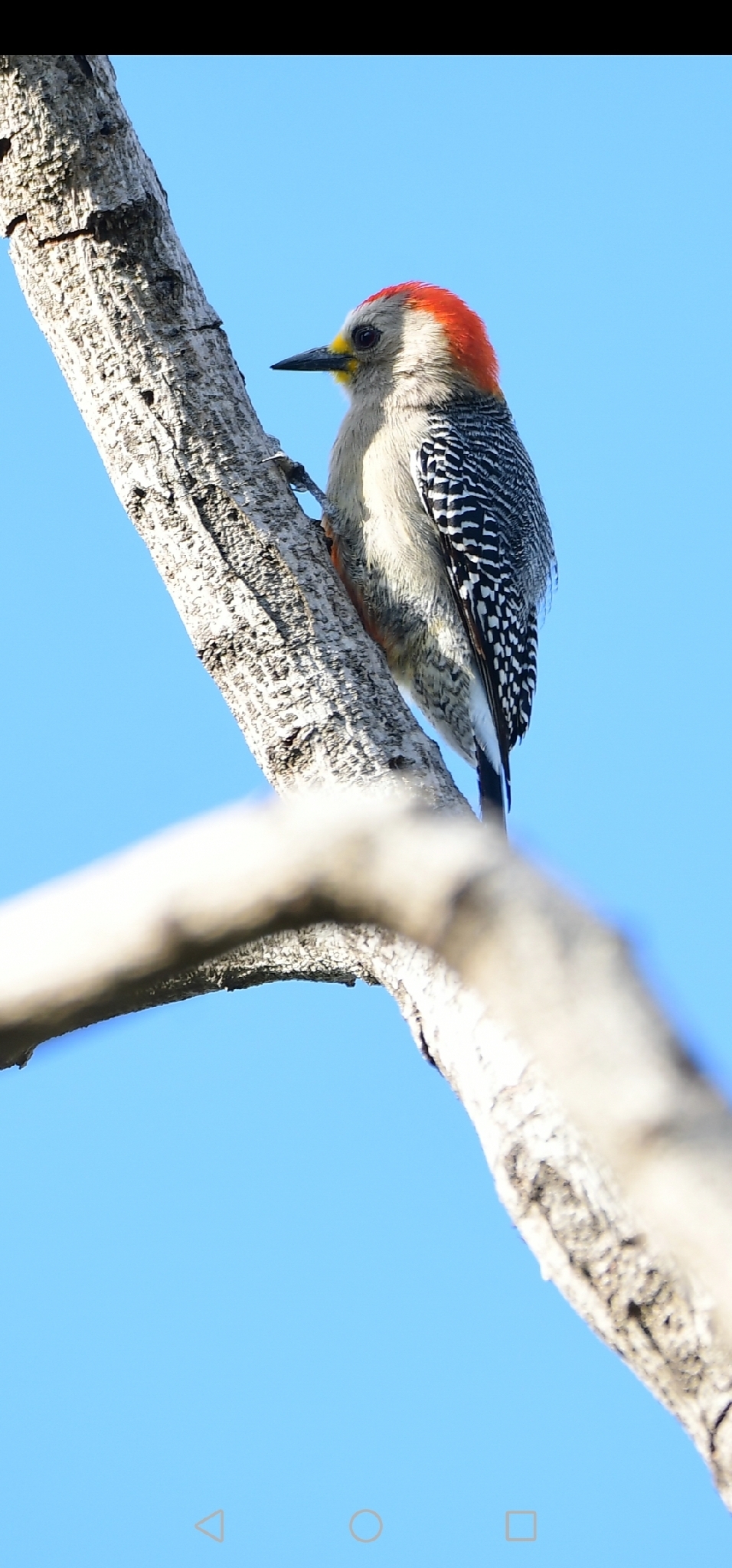 Yucatan Woodpecker (Melanerpes pygmaeus), photo 4