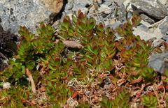 Epilobium rubro-marginatum