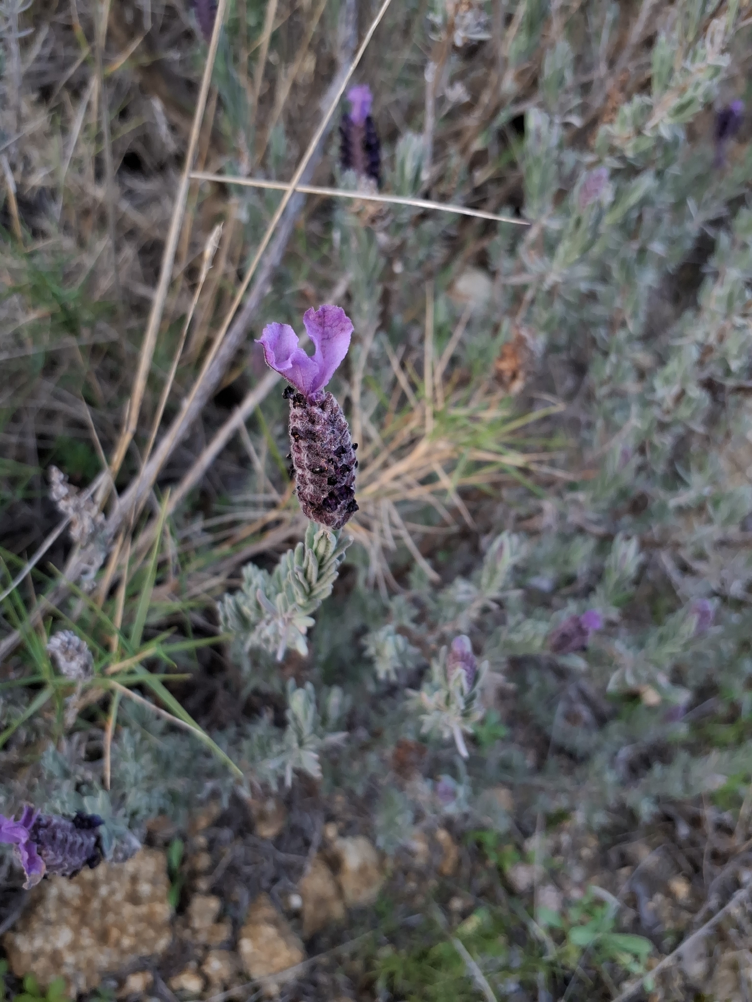 Imagem de Lavanda