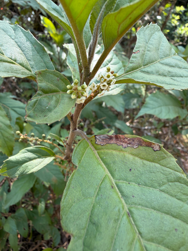 Maesa indica observed 2026-02-09