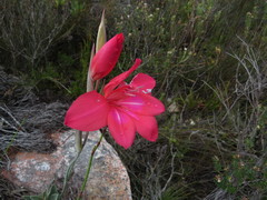 Gladiolus stefaniae