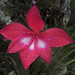 Montagu Rock Lily - Photo (c) Gawie Malan, some rights reserved (CC BY-NC), uploaded by Gawie Malan