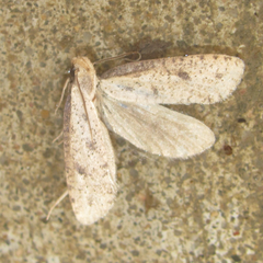 Acrolophus mortipennella
