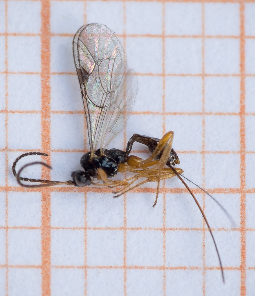 Plectiscidea communis