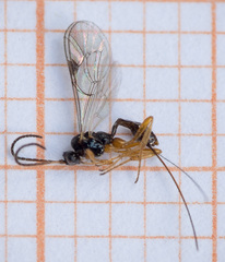 Plectiscidea communis