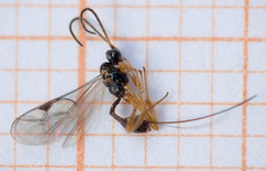 Plectiscidea communis