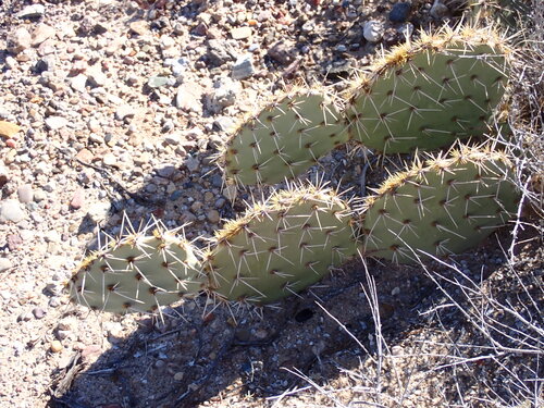 Arizona Pricklypear (Opuntia arizonica)