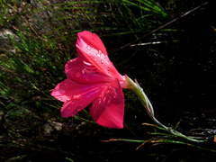 Gladiolus stefaniae