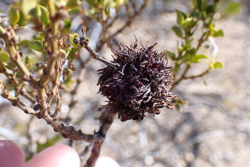 Unknown species found near Socorro County, NM, USA