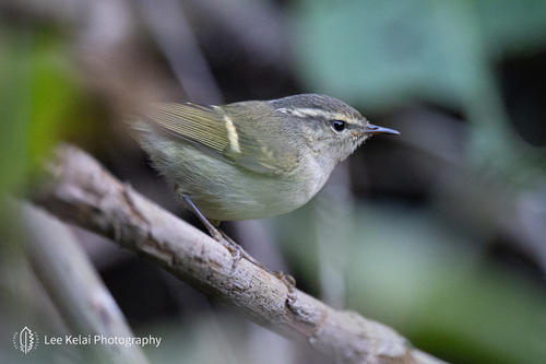 Buff-barred Warbler