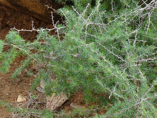Asparagus pastorianus, photograph 4
