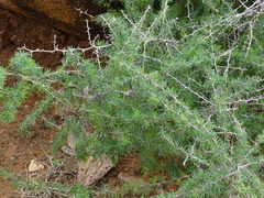 Asparagus pastorianus, photograph (c) Christian Berg, some rights reserved (CC BY)