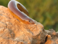 Eastern Cape Legless Skink photo 5