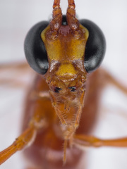 Enicospilus ramidulus
