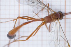 Enicospilus ramidulus