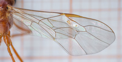 Enicospilus ramidulus