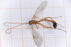 Enicospilus ramidulus