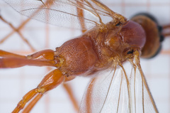 Enicospilus ramidulus