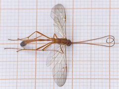 Enicospilus ramidulus