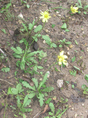 Pyrrhopappus grandiflorus
