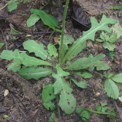 Pyrrhopappus grandiflorus