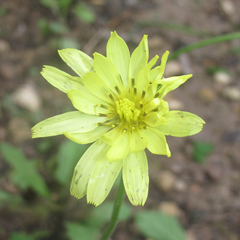 Pyrrhopappus grandiflorus