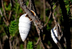 Fauxulus capensis