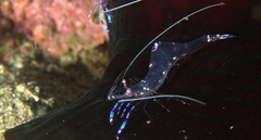 Ancylomenes sarasvati