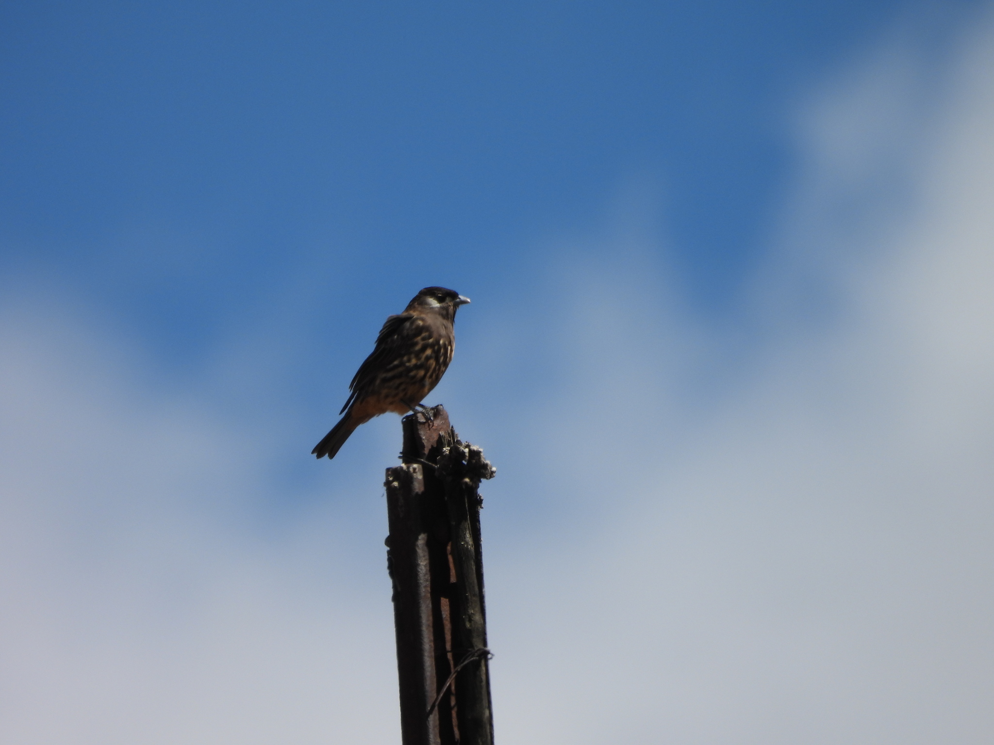 White-cheeked Cotinga (Zaratornis stresemanni), photo 3