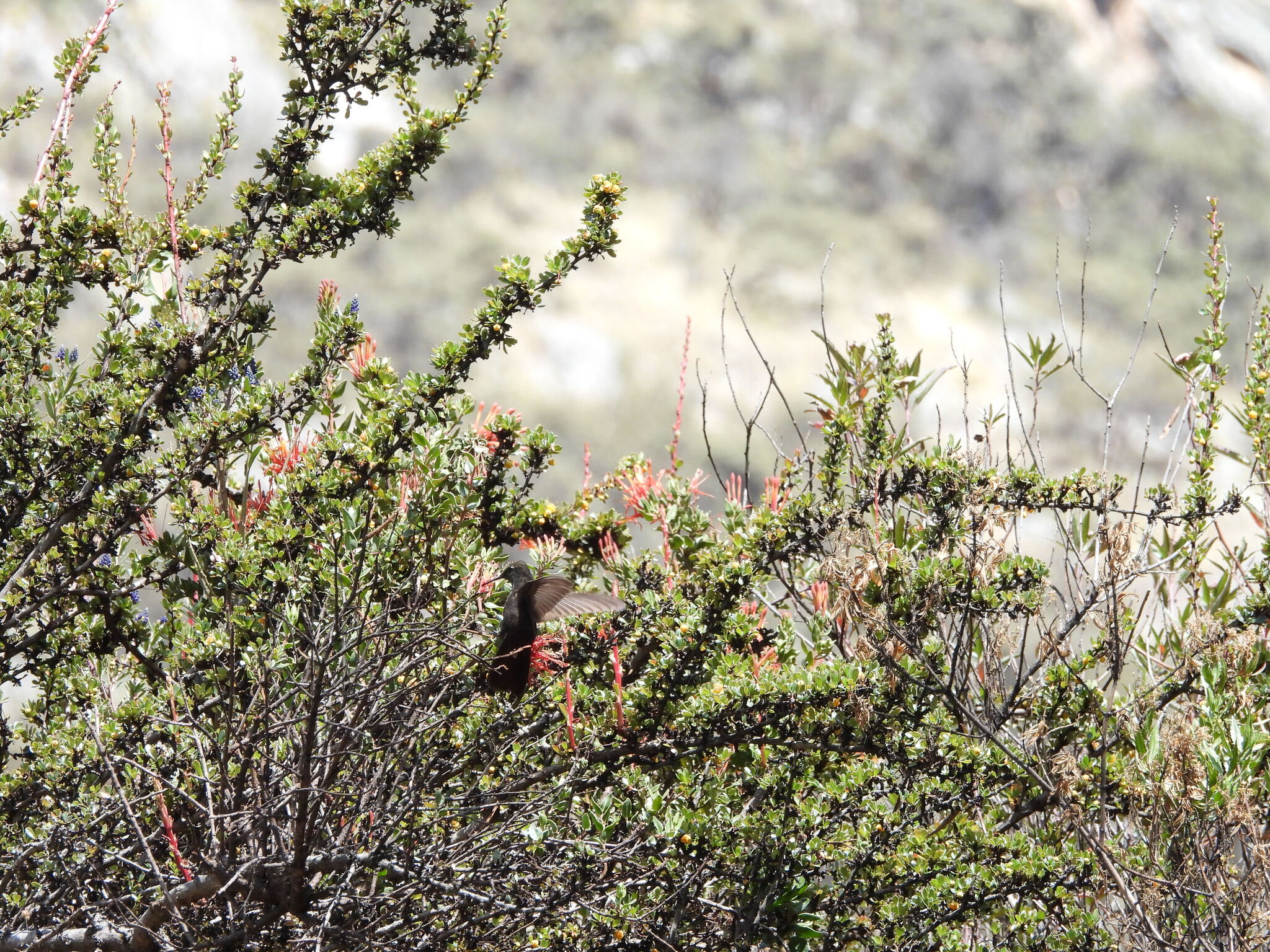 Black Metaltail (Metallura phoebe), photo 5