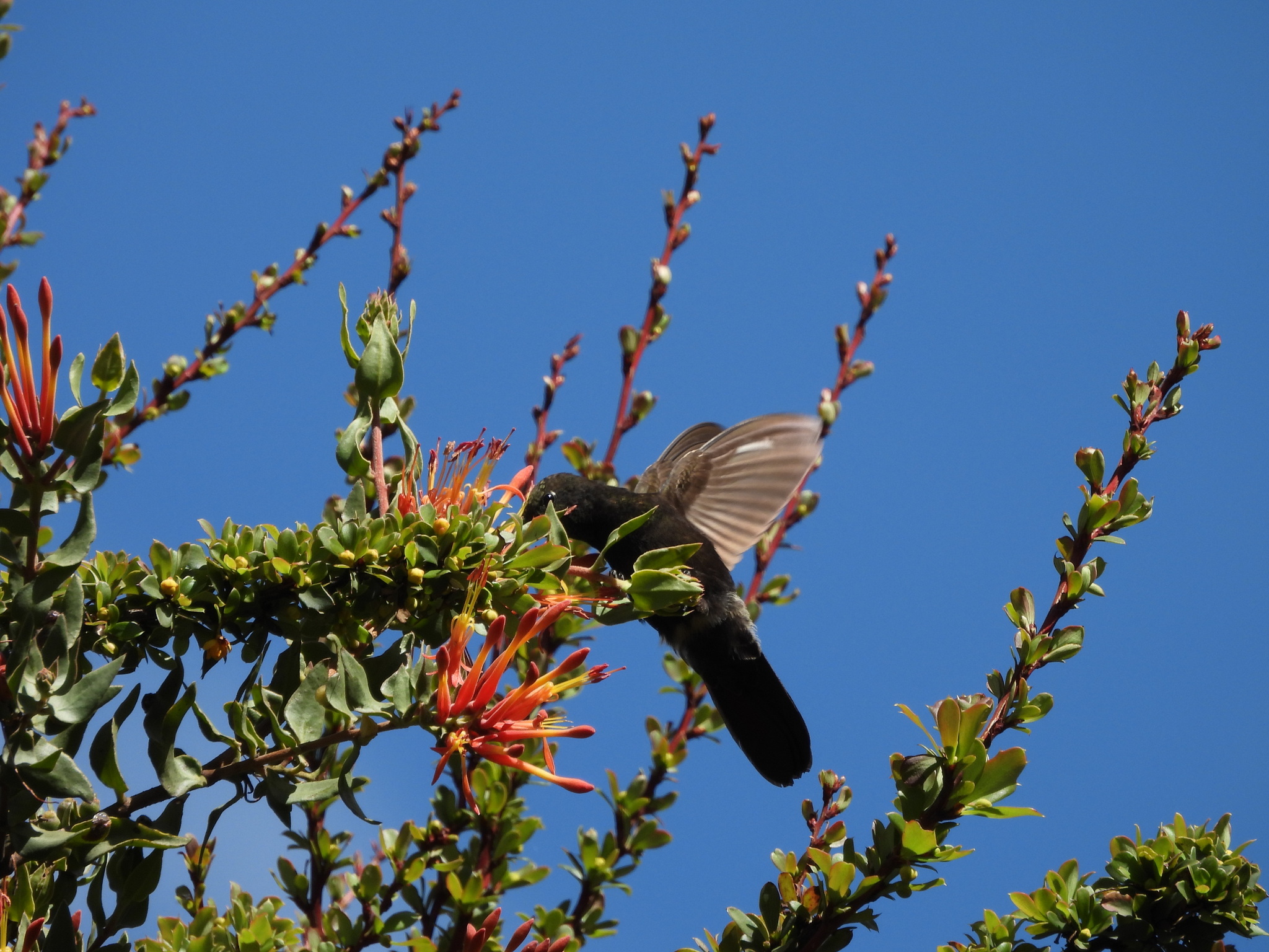 Black Metaltail (Metallura phoebe), photo 4