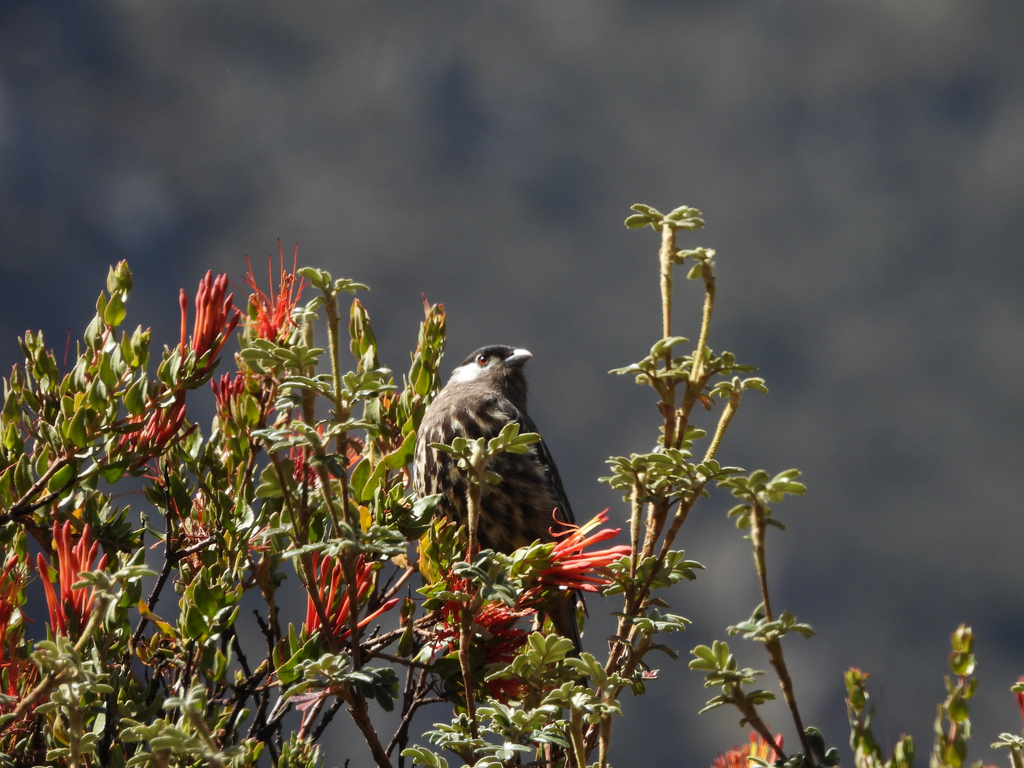 White-cheeked Cotinga (Zaratornis stresemanni), photo 4
