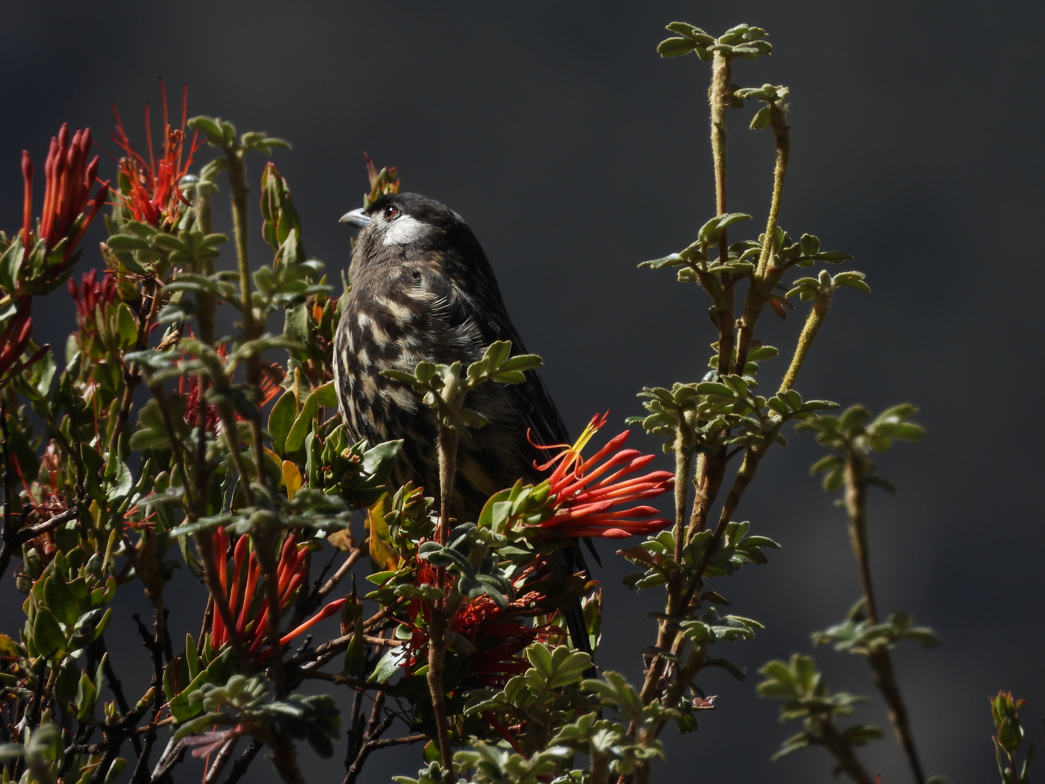 White-cheeked Cotinga (Zaratornis stresemanni), photo 5