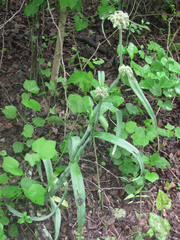 Tradescantia gigantea