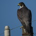 Falco peregrinus calidus - Photo (c) Gawie Malan,  זכויות יוצרים חלקיות (CC BY-NC), uploaded by Gawie Malan