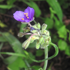Tradescantia gigantea